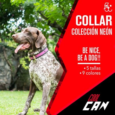 coolcan_¿Cómo enseñar a mi perro a no hacer sus necesidades en casa?