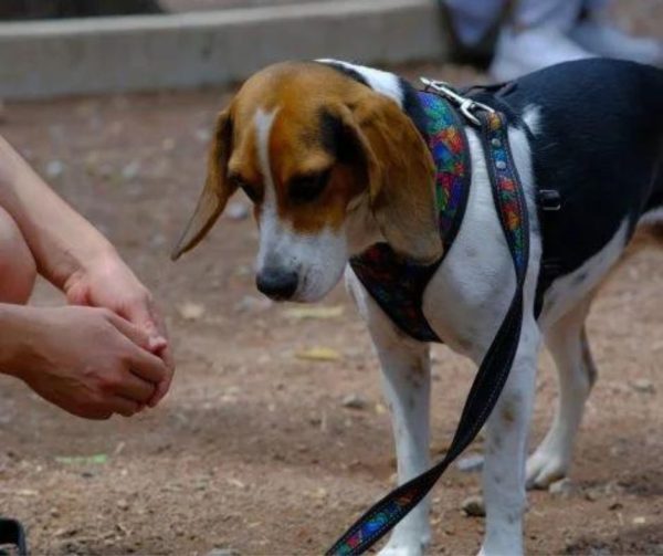 Consejos para Prevenir el Cáncer en Perros