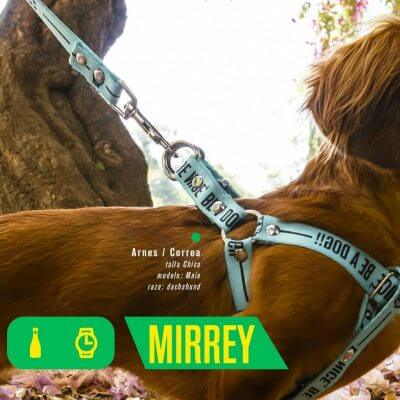 coolcan_¿Cuál es el adiestramiento de perros?