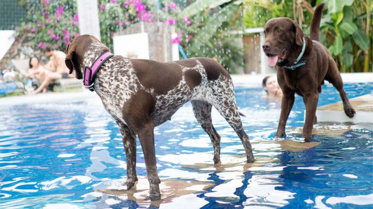 collares para perro coolcan