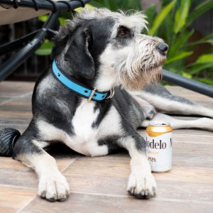 coolcan_Test de Campbell para perros