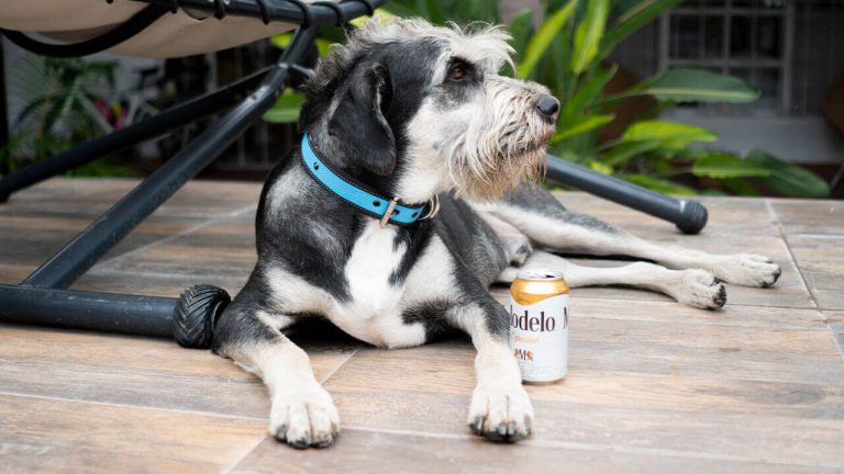 coolcan_Test de Campbell para perros