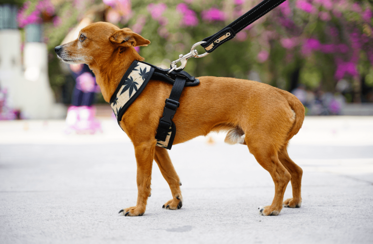 coolcan_vacunas para perros y gatos