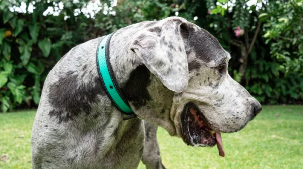 coolcan_¿Cómo cuidar a tu mascota cuando estás enfermo?