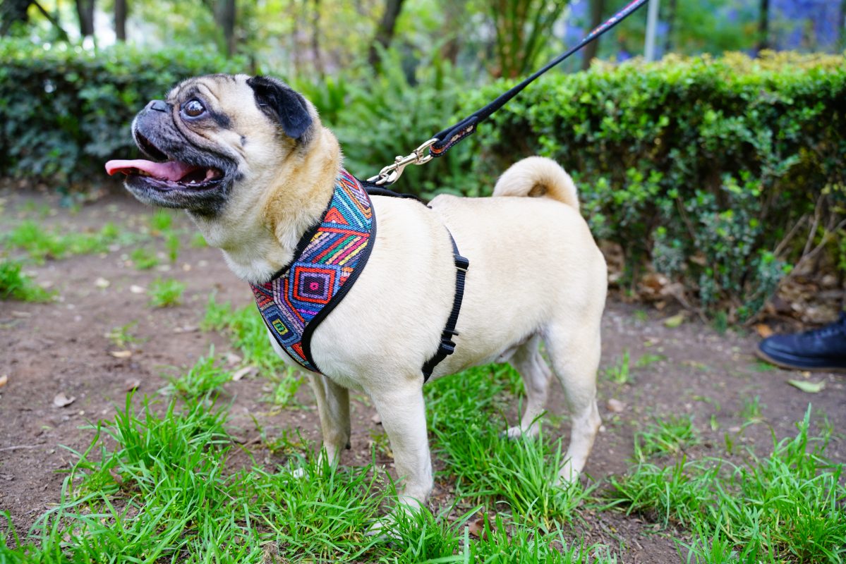 coolcan_Perros Pug en Monumento a la Revolución 2022