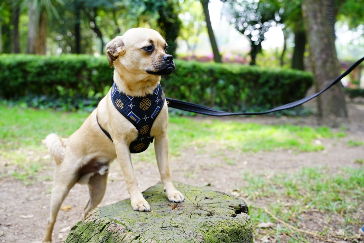 coolcan_Correas para perros