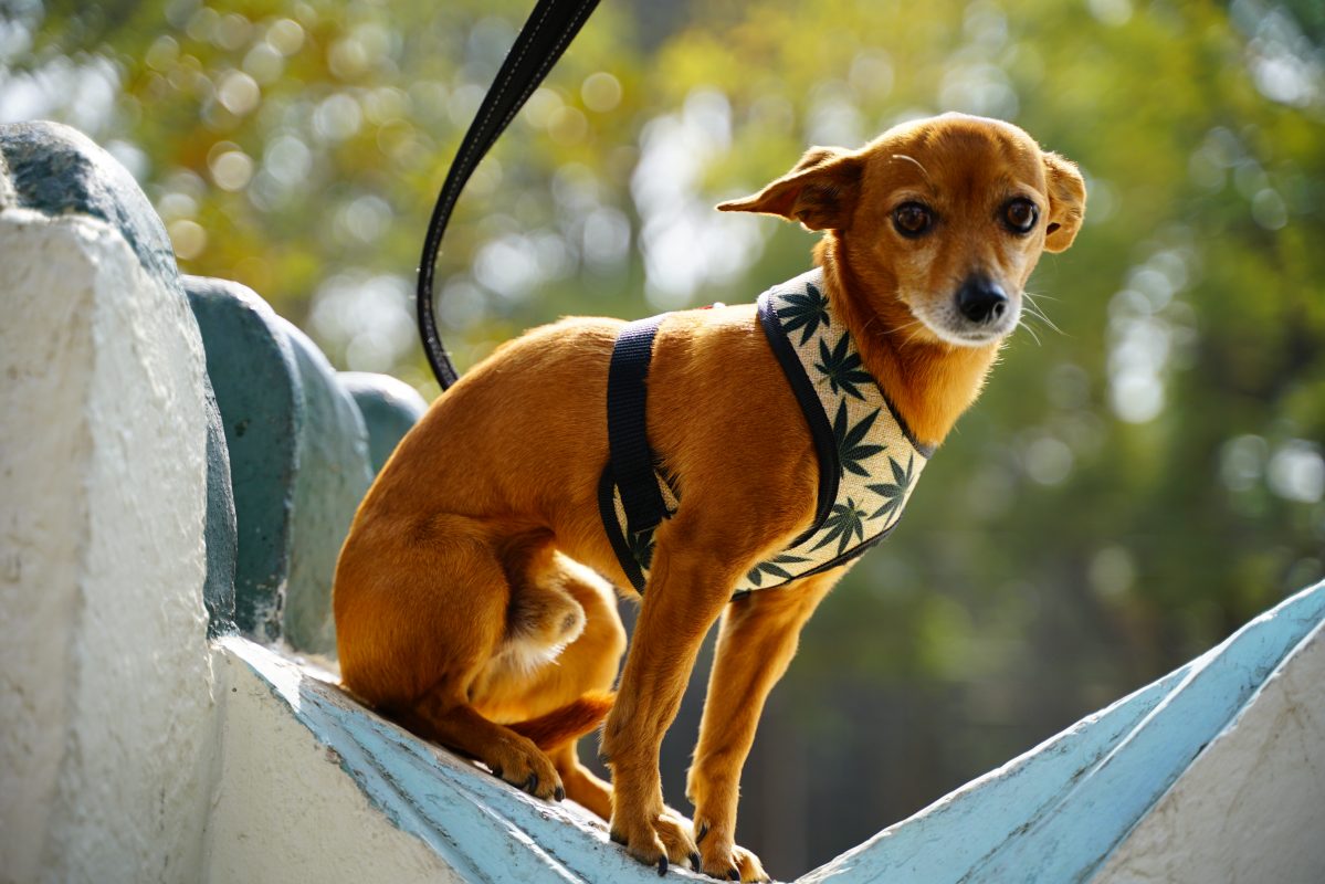 coolcan_¿Cómo hacer para tener un perro feliz?