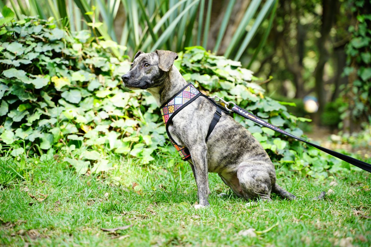 coolcan_¿Cuáles son las razas más caras de perros en el mundo?