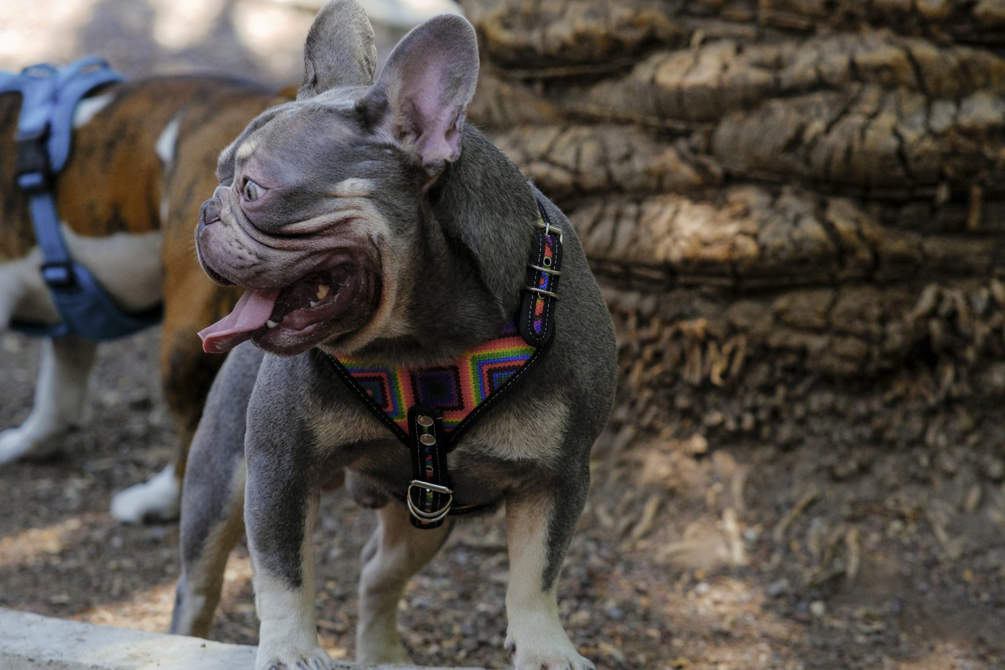 coolcan_Estadísticas de perros perdidos a nivel mundial