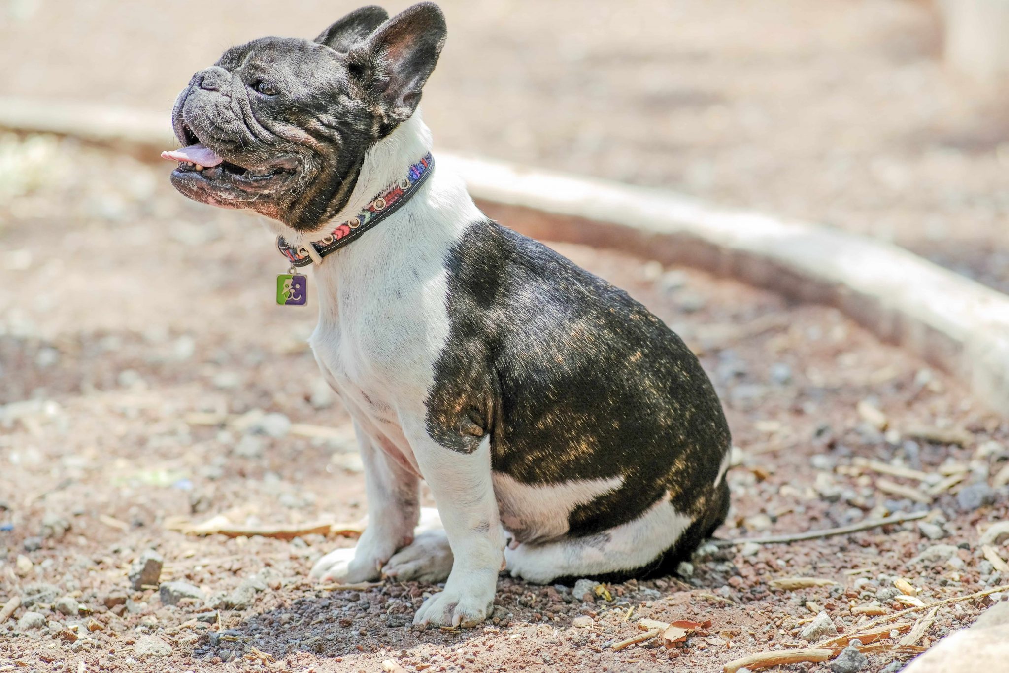 coolcan_¿Cómo hacer que un perro te haga caso?