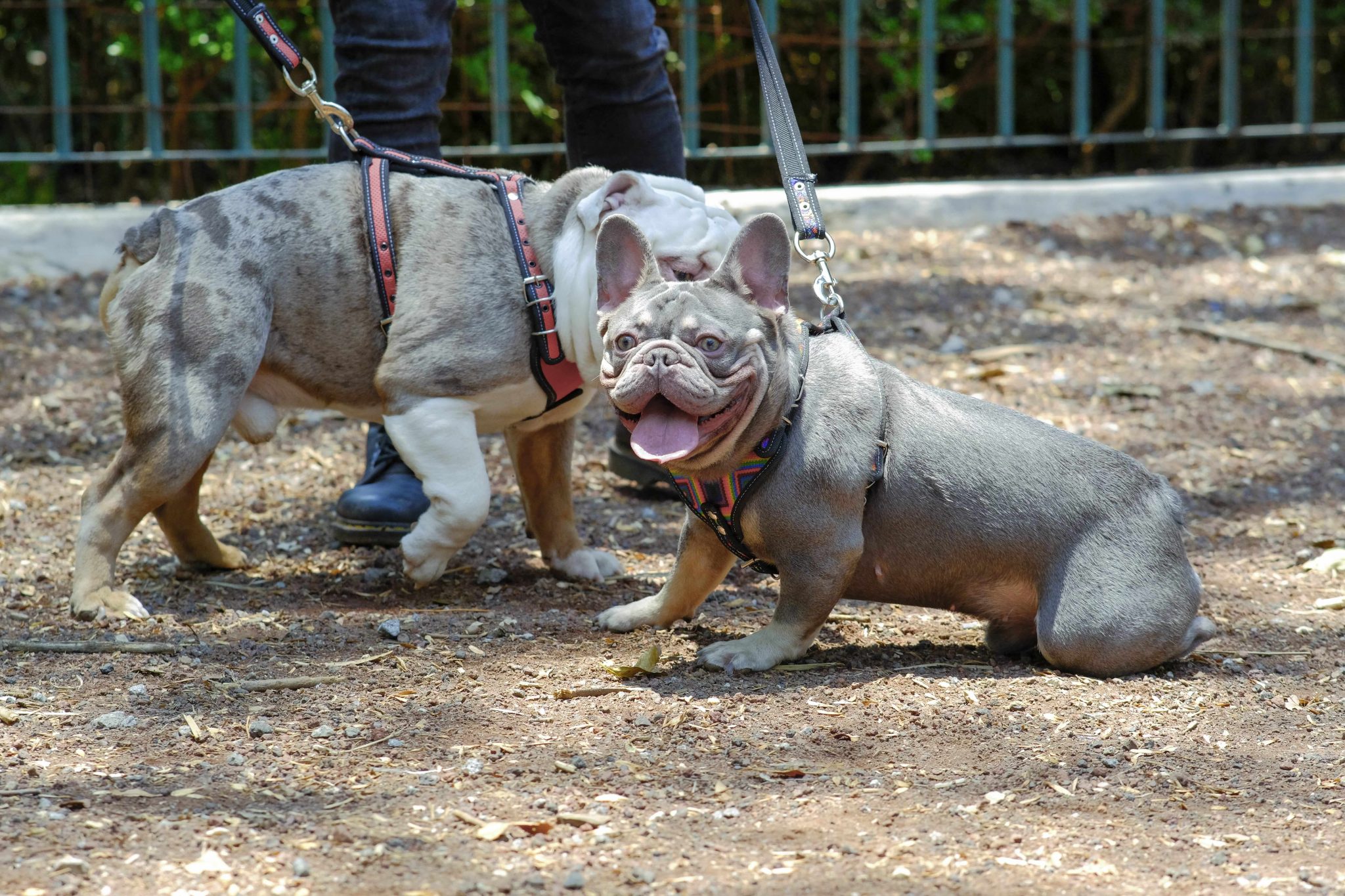 coolcan_¿Quieres ser distribuidor de productos para mascotas?