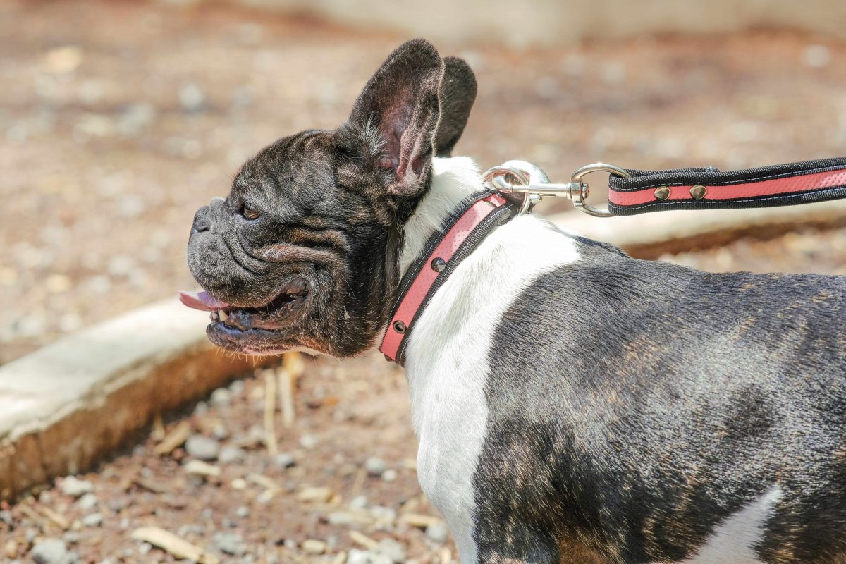 coolcan_Adoptar un perro