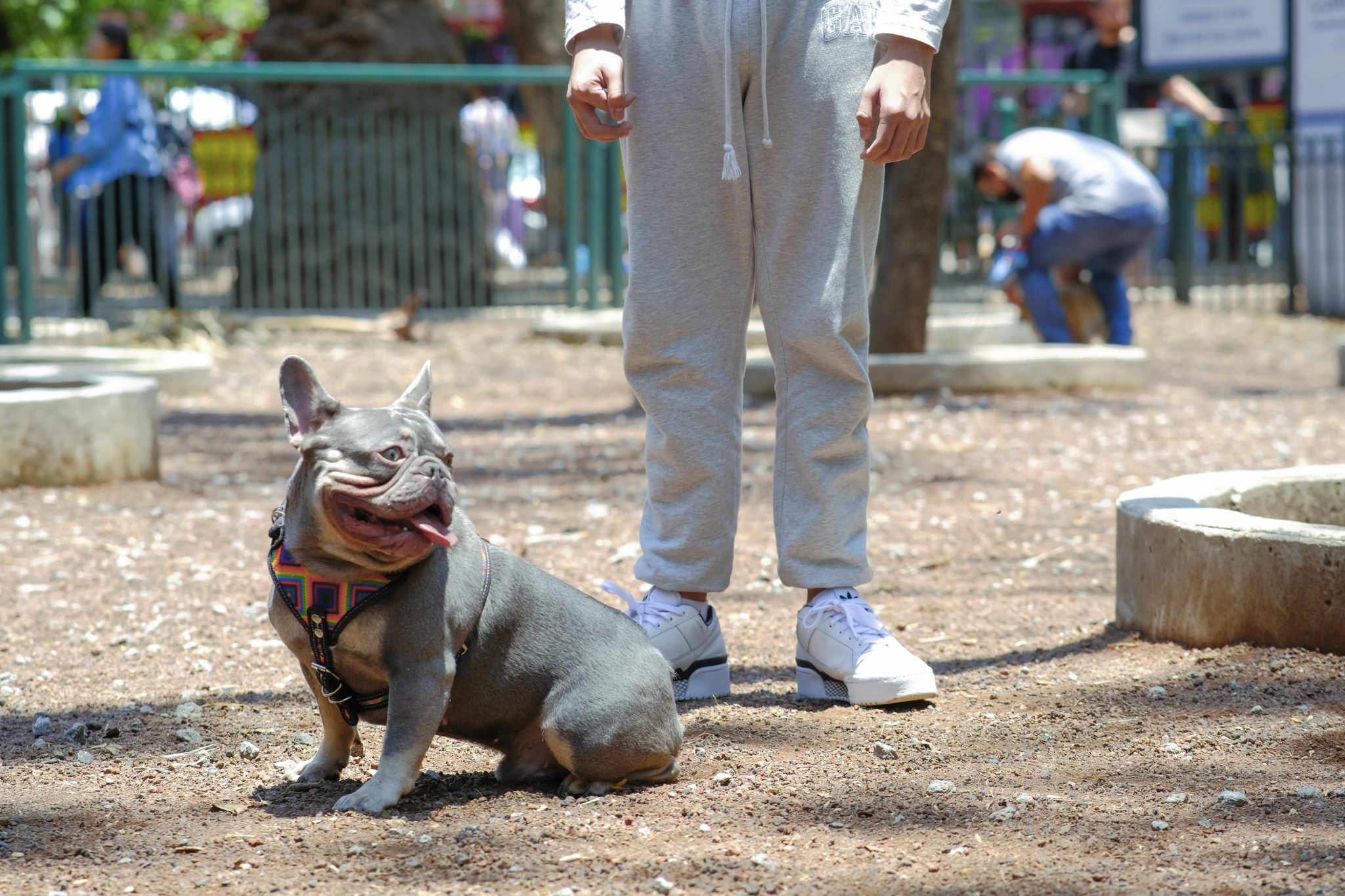 coolcan_¿Conoces los beneficios de un estilo de vida con mascotas?