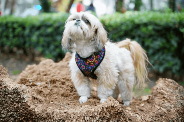 coolcan_10 mejores razas de perros para niños