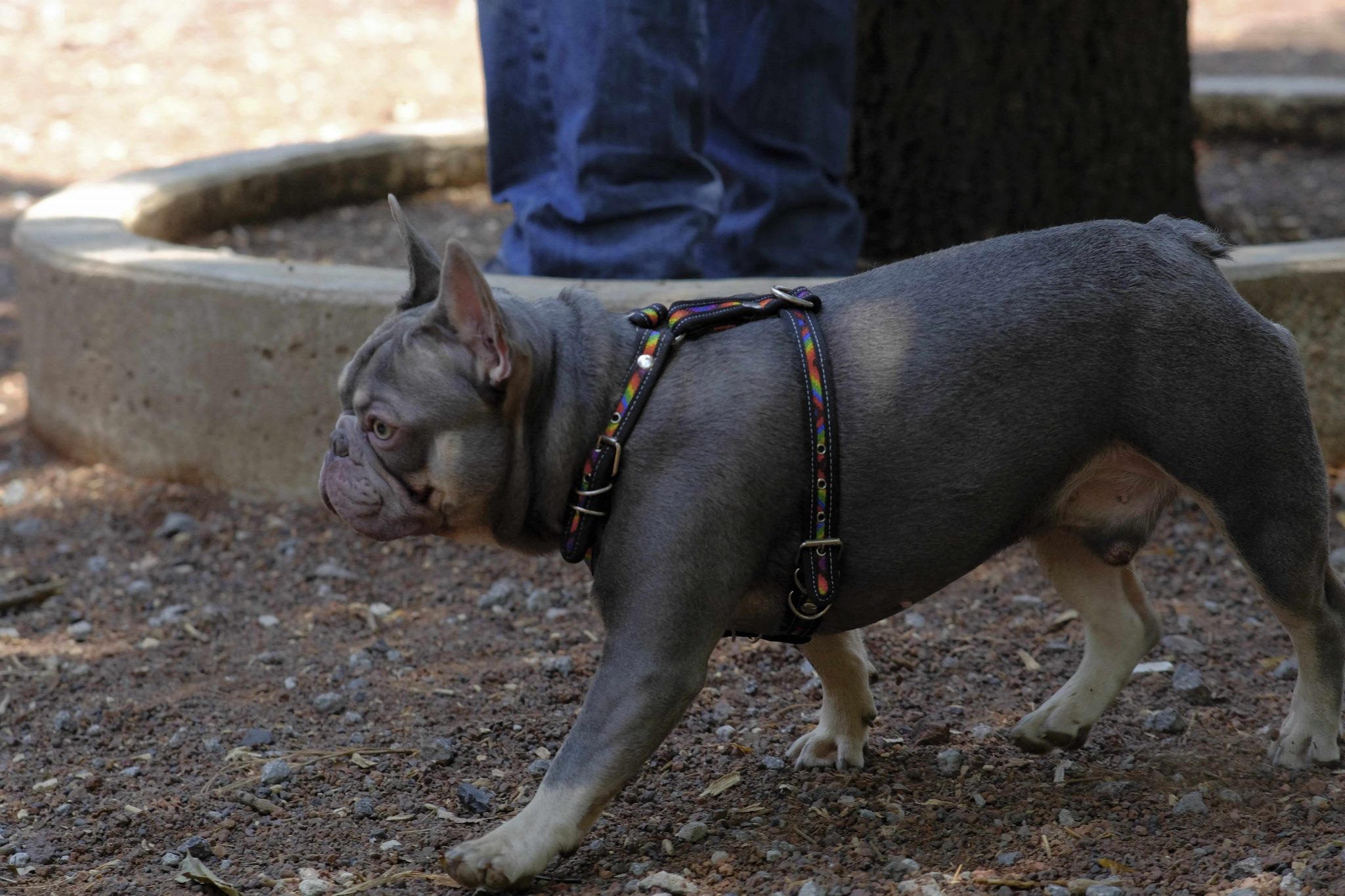 coolcan_Venta de accesorios para mascotas 2022