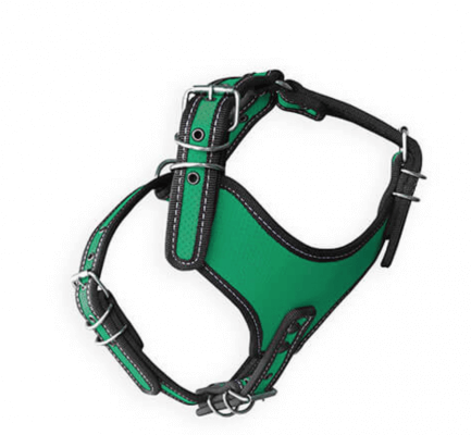 coolcan_Vacunación para cachorros 2022 