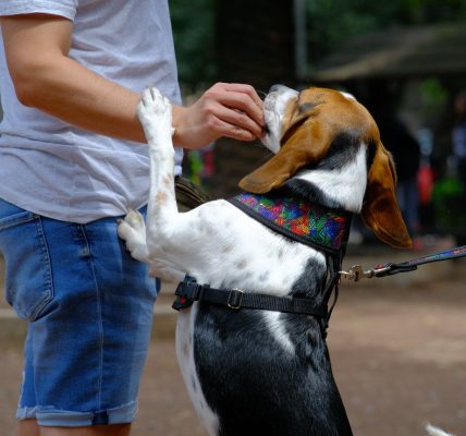 coolcan_Perros que hacen hoyos en el jardín y cómo manejarlo