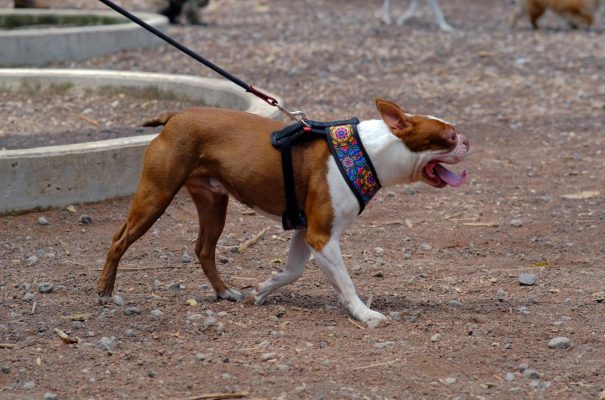 coolcan_Elegir un Collar para tu Perro