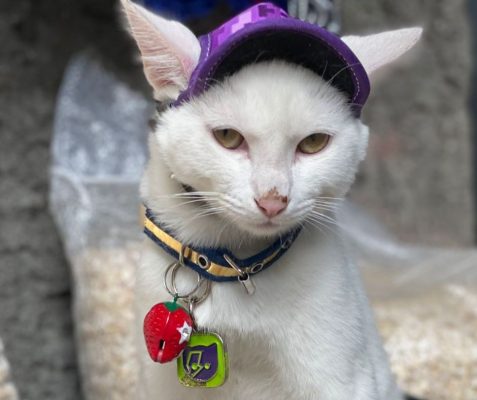coolcan_conductas en gatos