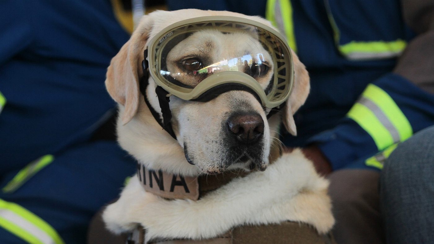 coolcan_Comportamiento de tu mascota