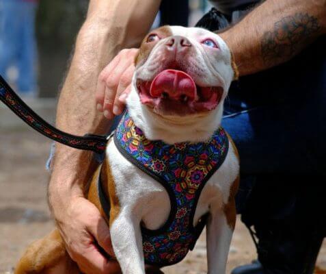 coolcan_Tenencia responsable de mascotas 