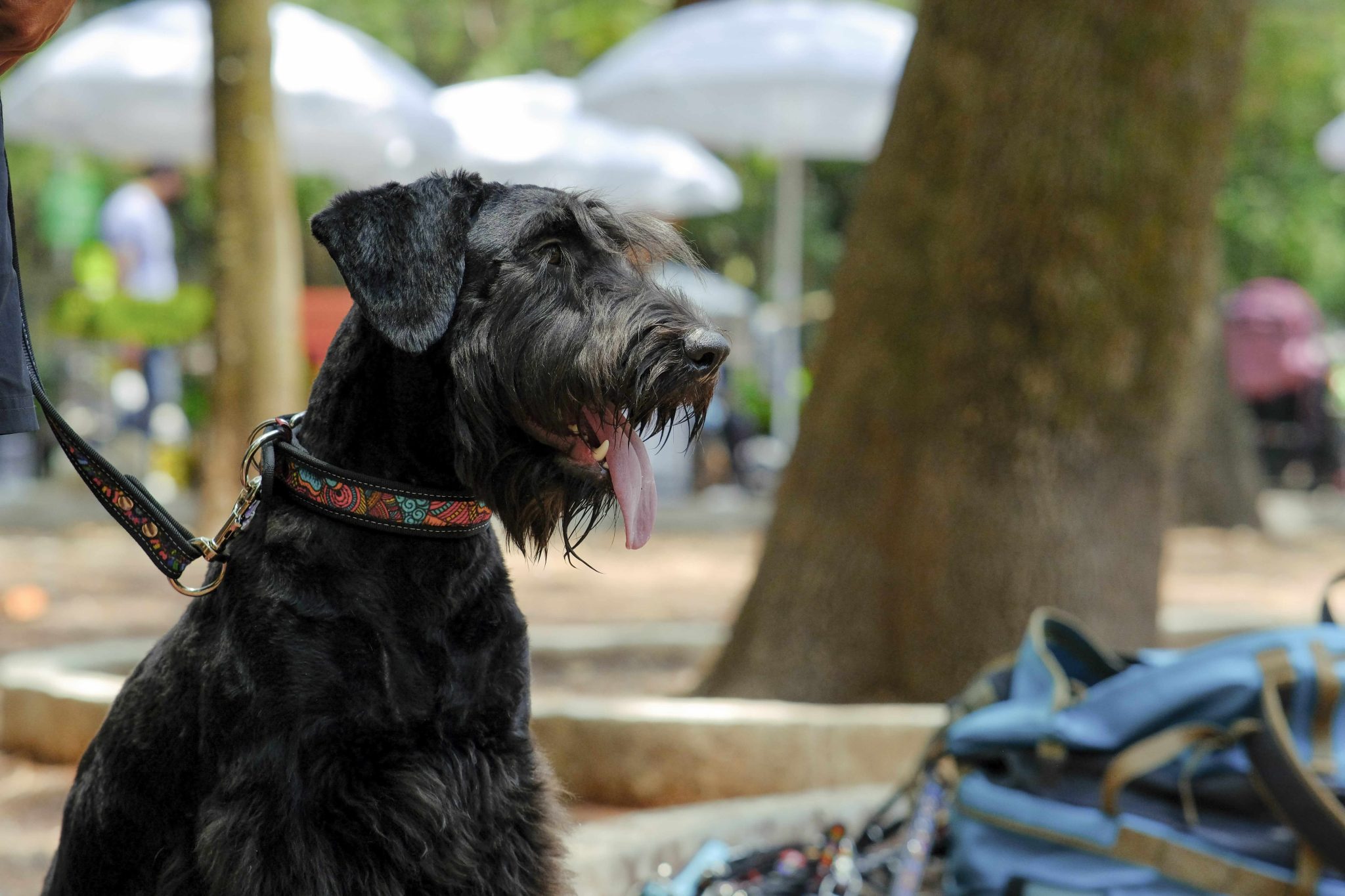 coolcan_¿Qué significa cada posición de la cola de los perros