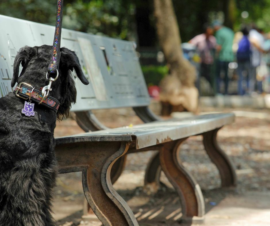 coolcan_Identificar a una mascota