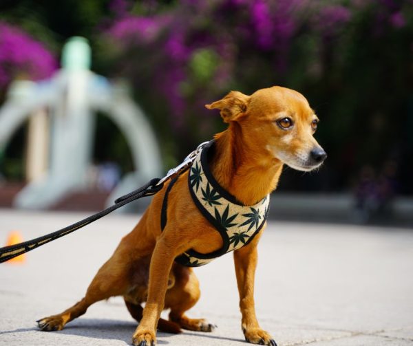 coolcan_Juegos para perros al aire libre