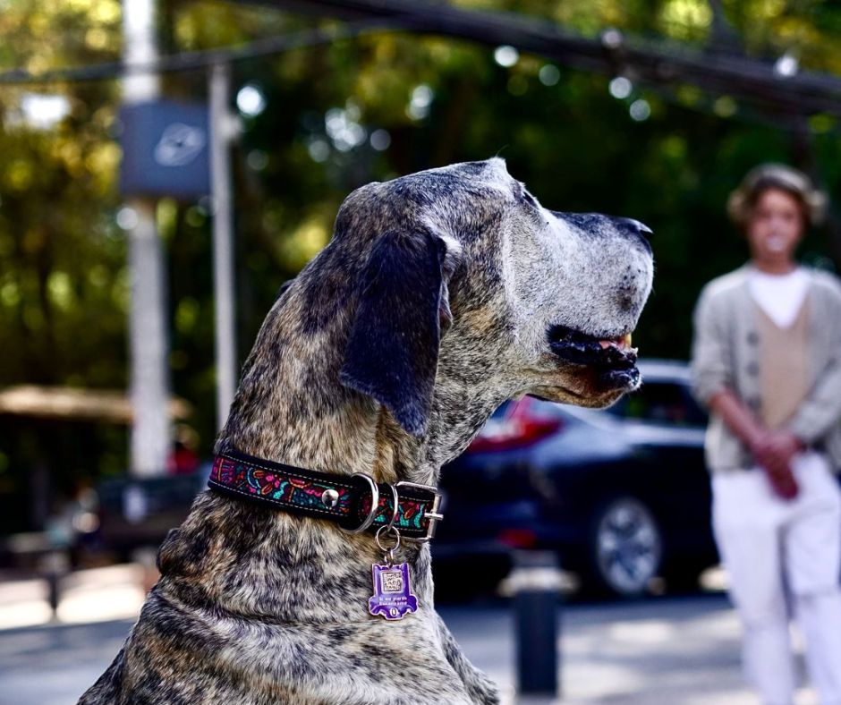 coolcan_¿Qué es una pechera para perro y por qué es importante usarla?