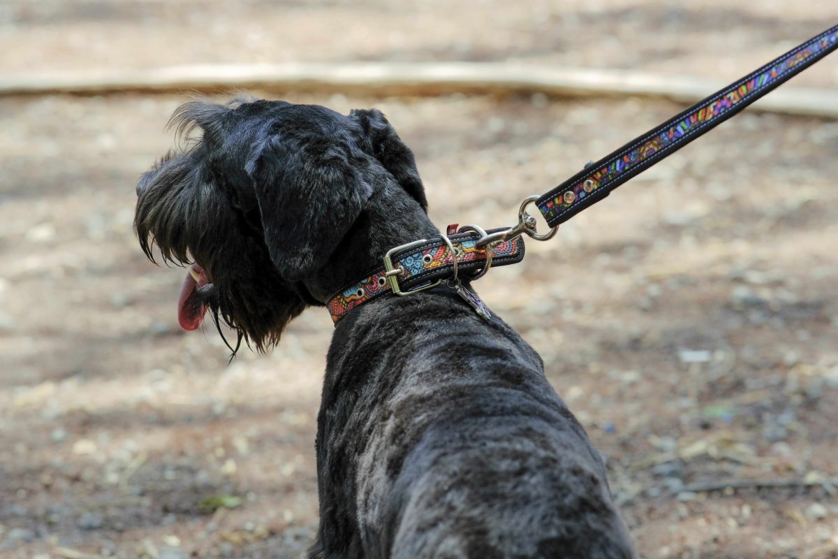 coolcan_crianza de mascotas