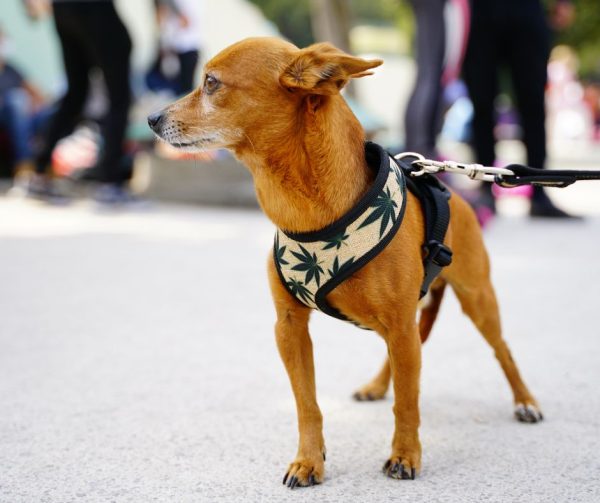 coolcan_Limpieza de patas para perros