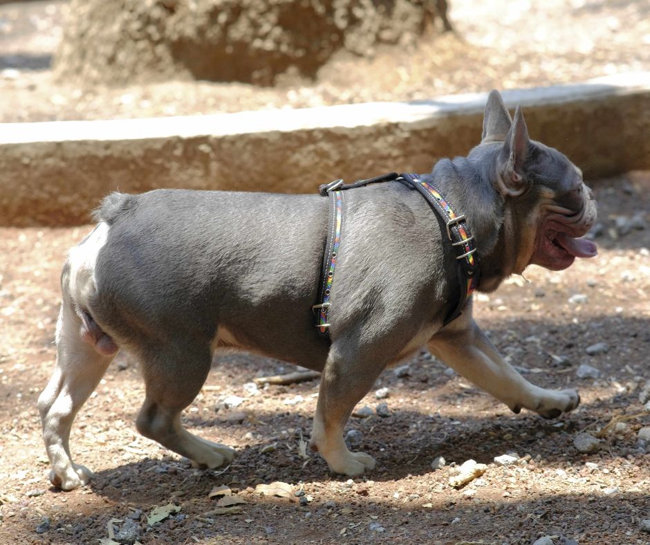 coolcan_Mundo de los perros