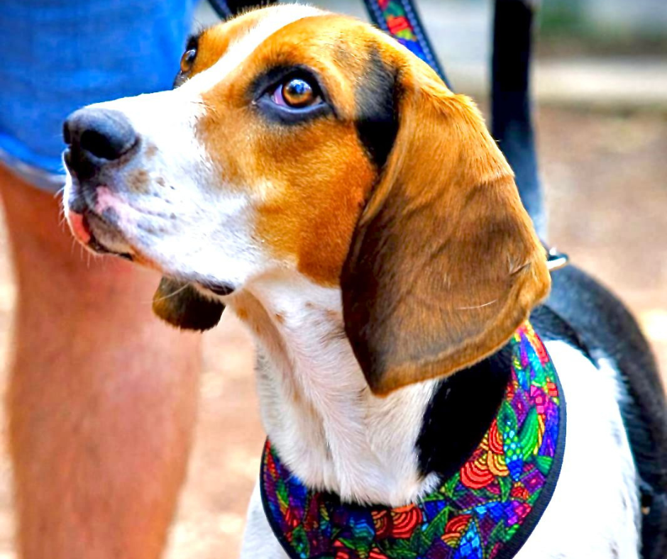 coolcan_¿Quieres ser distribuidor de productos para mascota?