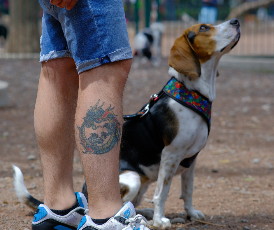 coolcan_Encuentra a tu mascota fácil y rápido