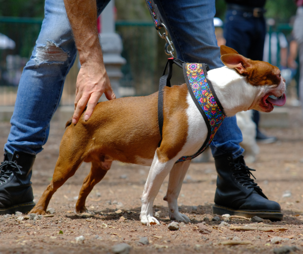 coolcan_Perros inteligentes compañeros caninos excepcionales