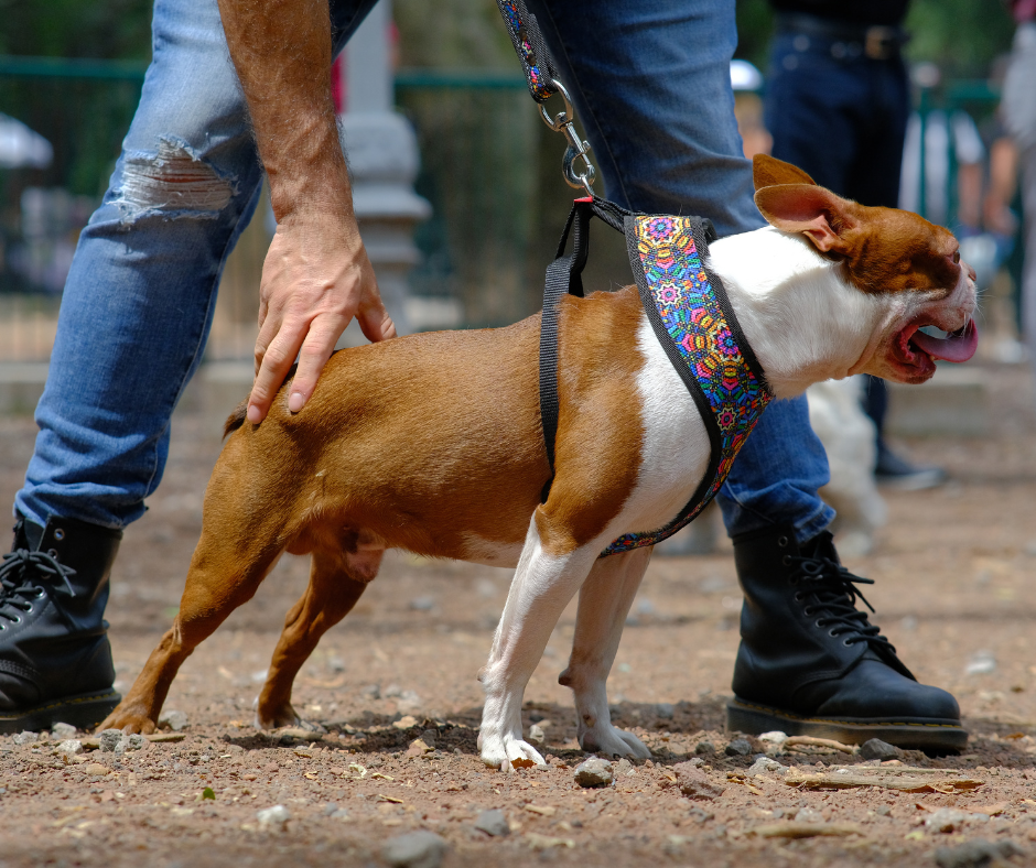 coolcan_Perros inteligentes compañeros caninos excepcionales