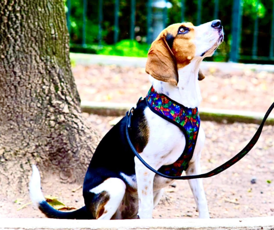 coolcan_¿Qué es arnés de perro?