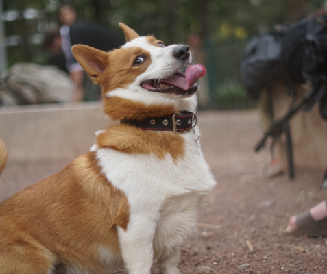 coolcan_ComunicaciónConTuMascota 
