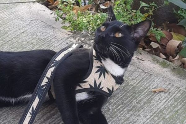 coolcan_Gatos Cómo Saber Si Tu Felino Te Extraña Cuando No Estás en Casa