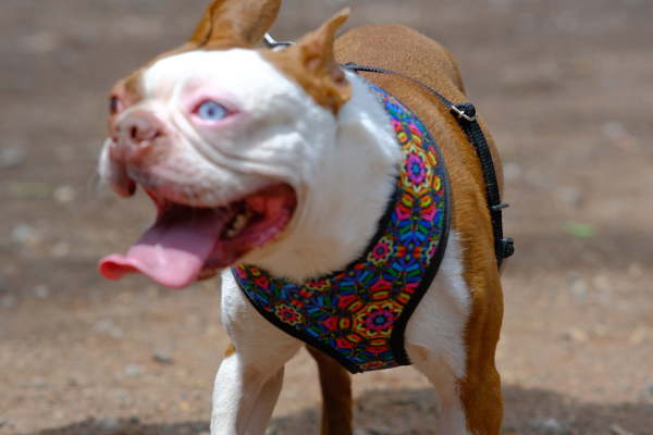 Coolcan_VENTA DE ACCESORIOS PARA MASCOTAS