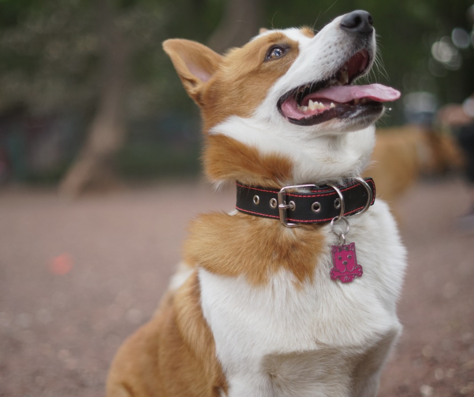 coolcan_Accesorios para mascotas según su anatomía