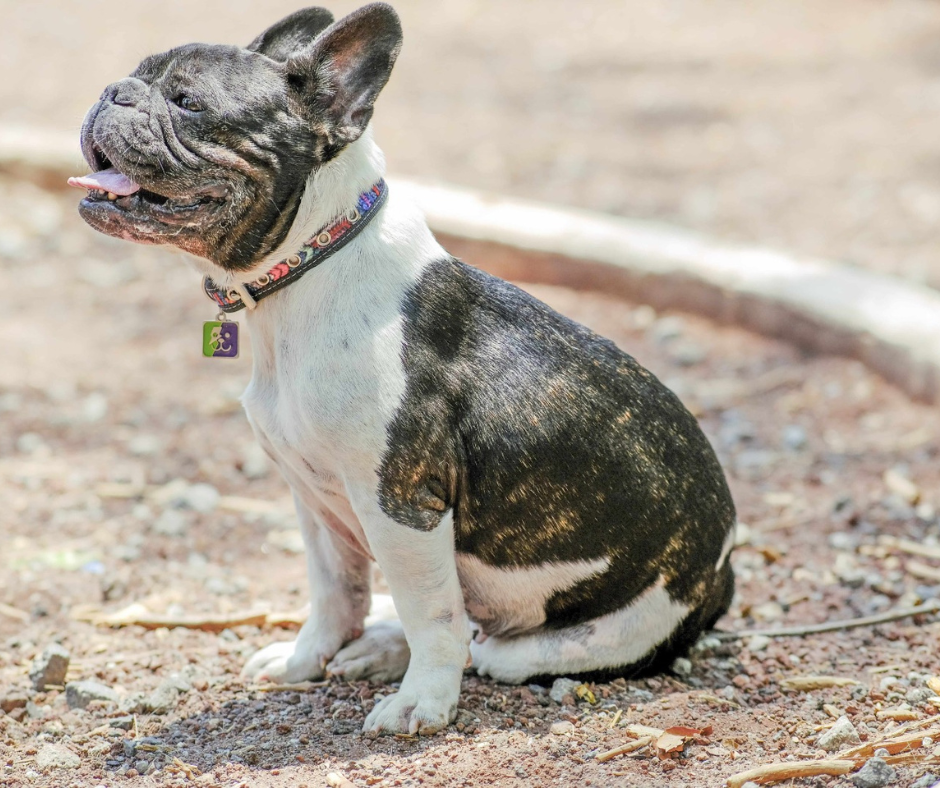coolcan_Patologias hereditarias de perros