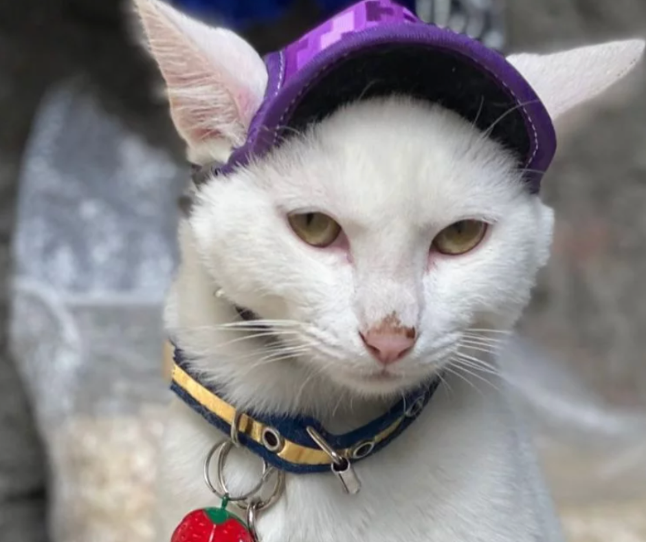 coolcan_Poner un Collar a Tu Gato con Éxito