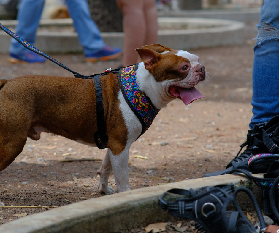 coolcan_Fabricantes de correas para perros