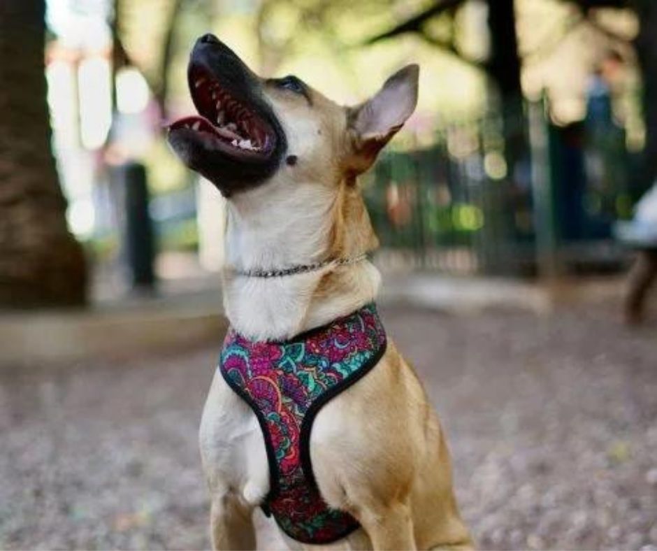 coolcan_10 consejos para mascotas en casa