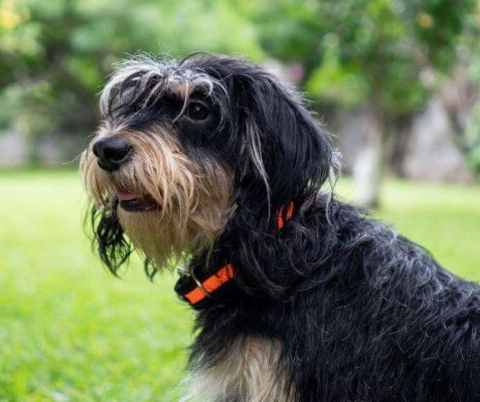 coolcan_¿Cuánto cuesta asegurar a un perro y aun gato?
