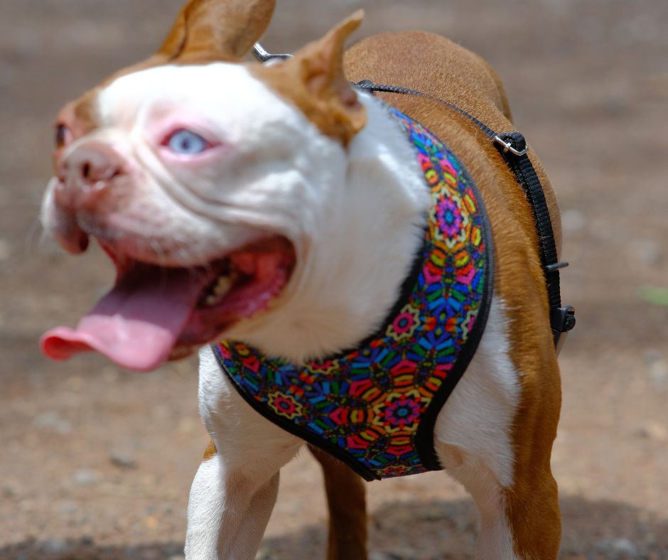 coolcan_10 razones de tener perro como mascota