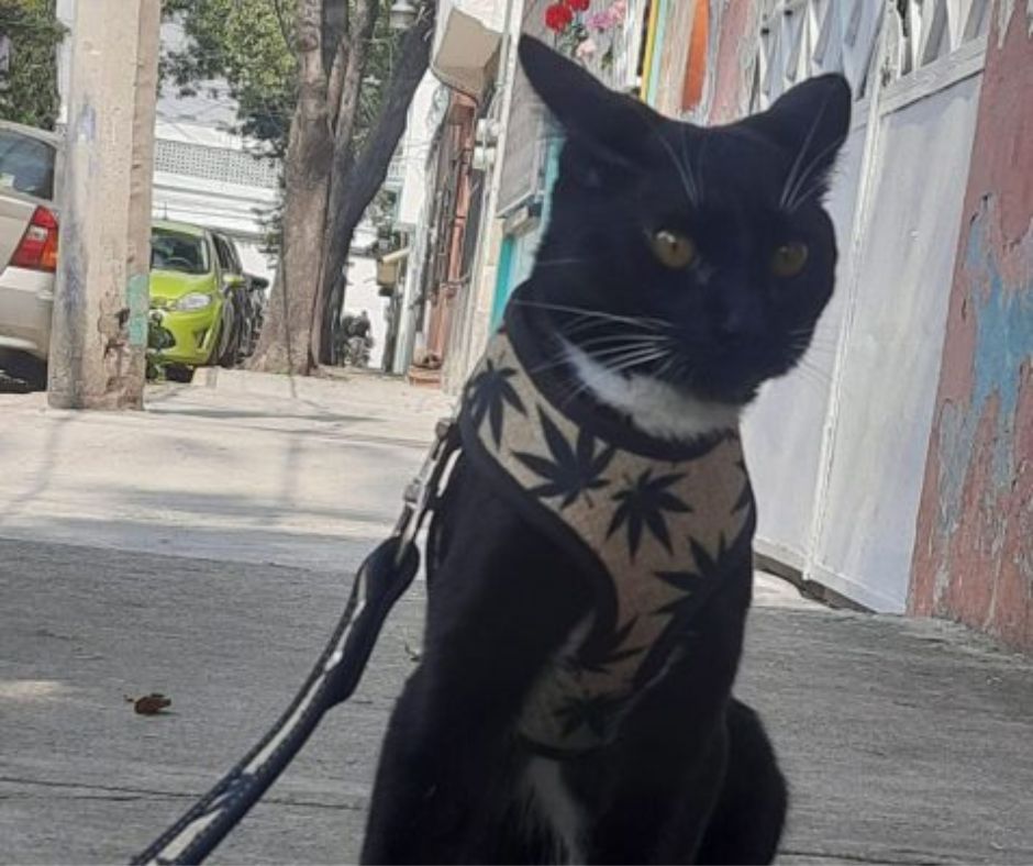 coolcan_Los gatos tienen 276 expresiones
