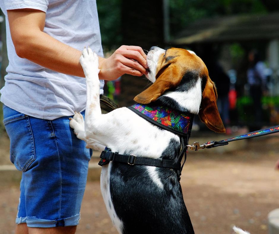 coolcan_Hazte distribuidor de productos para mascotas
