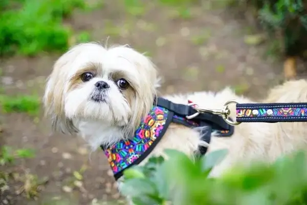 Coolcan_VENTA DE ACCESORIOS PARA MASCOTAS
